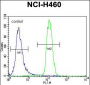 LETM2 Antibody (N-term)